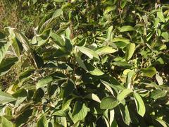 Pseudarthria hookeri hookeri