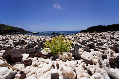 Perityle socorrosensis