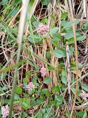 Valeriana uliginosa
