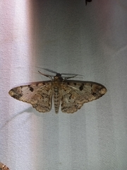 Idaea pervertipennis