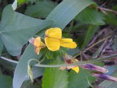Rhynchosia minima minima