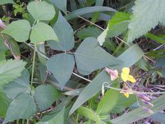 Rhynchosia minima minima