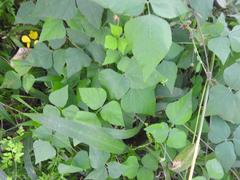 Rhynchosia minima minima