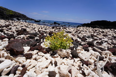 Perityle socorrosensis