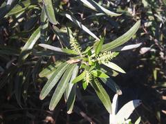 Salix mucronata woodii