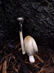 Coprinellus flocculosus