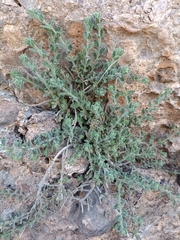 Teucrium intricatum