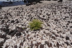 Perityle socorrosensis