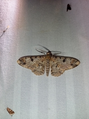 Idaea pervertipennis