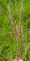 Setaria megaphylla