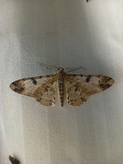 Idaea pervertipennis
