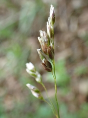 Anthoxanthum australe