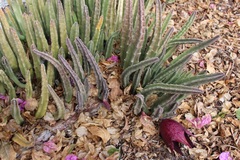 Stapelia leendertziae