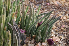Stapelia leendertziae