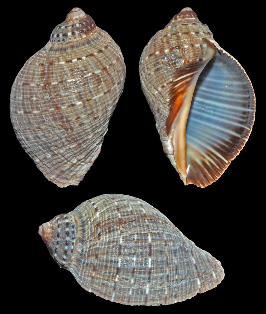 Purpura persica