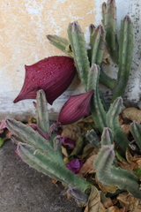Stapelia leendertziae