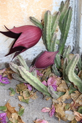 Stapelia leendertziae