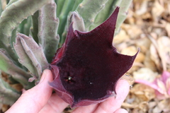 Stapelia leendertziae