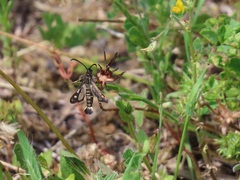 Chamaesphecia maurusia