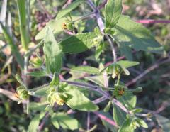 Sigesbeckia orientalis
