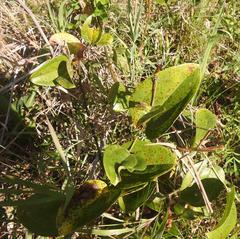 Smilax anceps