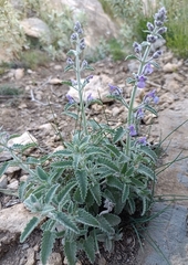 Nepeta nepetella