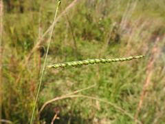 Urochloa brizantha