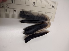 Coprinellus flocculosus