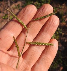 Urochloa trichopus