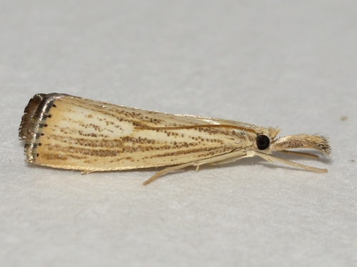 Lesser Vagabond Sod Webworm Moth photo 3