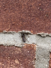 Segestria senoculata