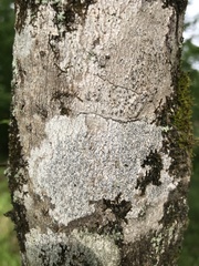 Graphis furcata