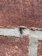 Segestria senoculata