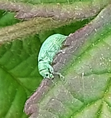 Phyllobius virideaeris