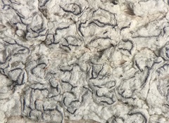 Graphis furcata