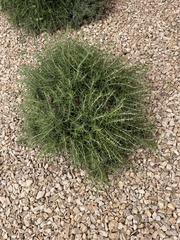 Salsola collina