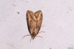 Chesias isabella