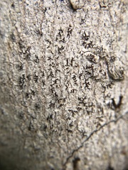 Arthonia rubella