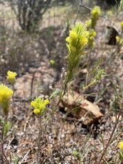 Castilleja rubicundula