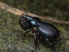 Sphaeroderus stenostomus