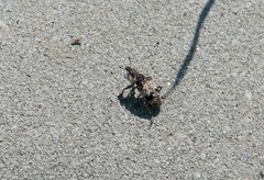 Bothynoderes affinis