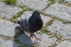 Columba livia domestica