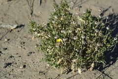Grindelia chiloensis