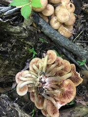 Desarmillaria tabescens image