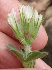 Trifolium stellatum image