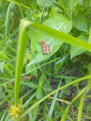 Prochoreutis inflatella