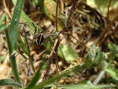 Zachaeus crista