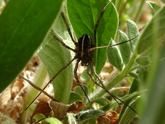 Zachaeus crista