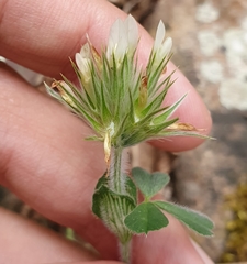 Trifolium stellatum image