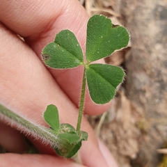 Trifolium stellatum image